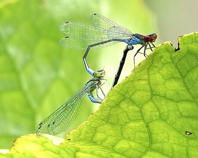 small red-eyed damselflies